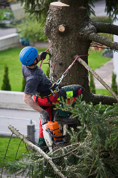 Best Lawn Irrigation Installation and Maintenance  in Helena, MT