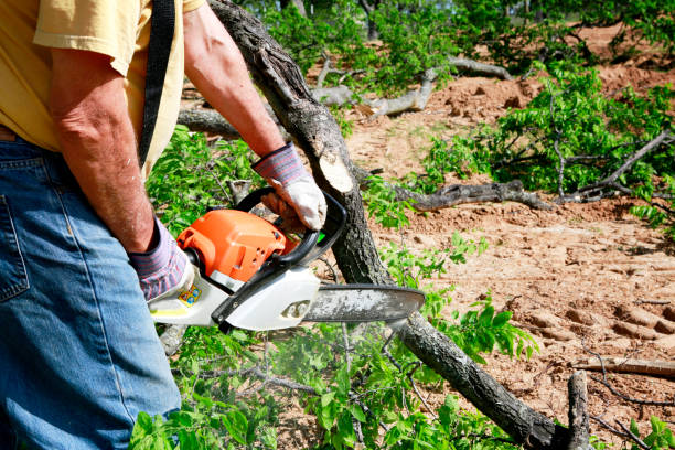 Best Seasonal Cleanup (Spring/Fall)  in Helena, MT